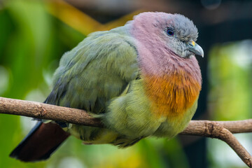 The pink-necked green pigeon (Treron vernans) is a species of bird of the pigeon and dove family, Columbidae. It is a common species of Southeast Asia
