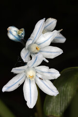 Fototapeta premium Scilla mischtschenkoana - Tubergeniana - white blue bulb flower in early spring