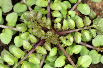 Young plant in spring - rosette and first spring shoot