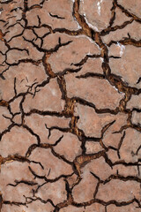 Brown lichen growing on the shaded side of a tree branch