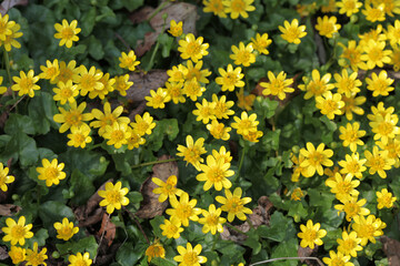 Obraz premium Lesser celandine - Ranunculus ficaria - Ficaria grandiflora - Ficaria verna
