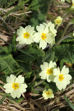 Primula vulgaris - coast between Johnshaven and Inverbervie