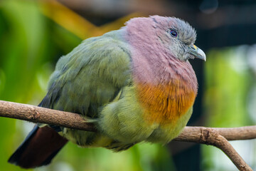 The pink-necked green pigeon (Treron vernans) is a species of bird of the pigeon and dove family, Columbidae. It is a common species of Southeast Asia