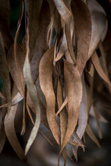 Dried Eucalyptus Leaves make an interesting texture and abstract pattern.  Eucalyptus has a strong scent that can repel mosquitoes in addition to a variety of other pests.  - 765123720
