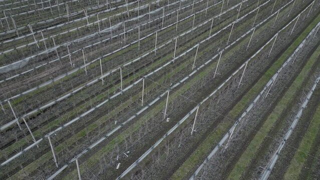 orchards are nets protecting the cherries from hailstorms and raids by starlings. the modern slim spindle takes up less space in an intensive fruit tree growing system