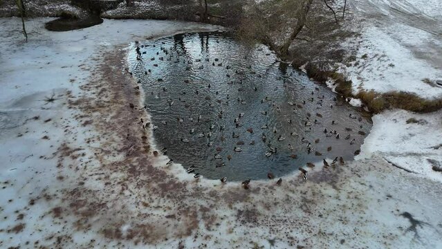 Drone footage of iced up pond in public park and ducks in it during winter day