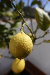 Two lemons hanging from a lemon tree. Bright yellow. Sunny day. Macro image