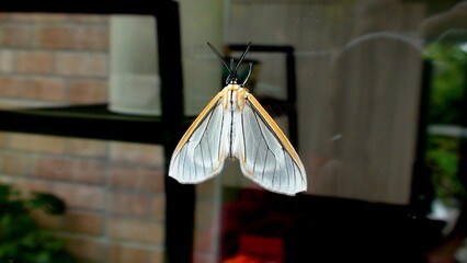 inseto mariposa - Lepidoptera