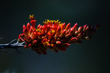 Flor de Ocotillo Cactus del desierto
