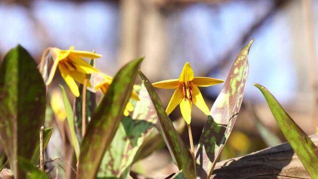 Trout lily flowers in wilderness area in Don Valley, Toronto, Ontario, Canada