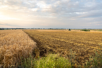 Polska, uprawa rolnicza pole - obrazy, fototapety, plakaty