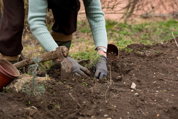 Female farmer's hands carefully lower a lavender seedling into the ground on a spring day, the process of planting lavender, close-up