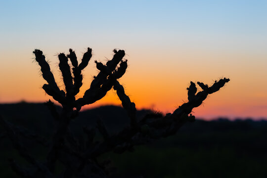 Cactus del desierto