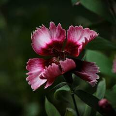 Fototapeta premium FLORES