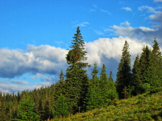 Witches' Broom on a European Spruce