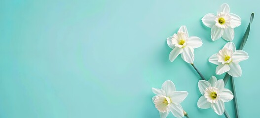 Easter background: Cute white daffodils border a blue background with copy space for text, in a top view