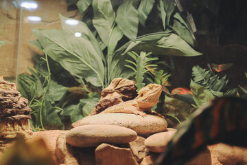 Bearded Dragon Resting on Rocks in Terrarium