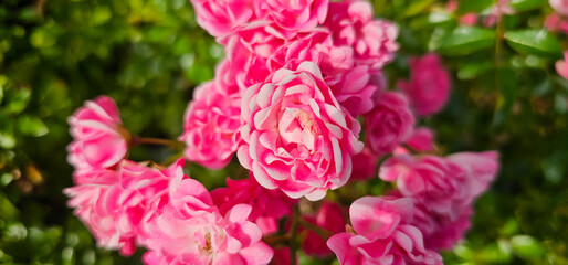 Rosa damascena, known as the Damask rose - pink, oil-bearing, flowering, deciduous shrub plant. Balley of Roses. Close up view. Back light. Selective focus.