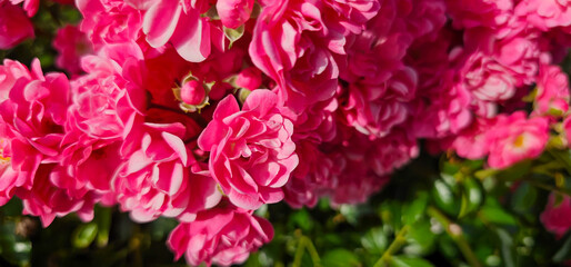 Rosa damascena, known as the Damask rose - pink, oil-bearing, flowering, deciduous shrub plant....