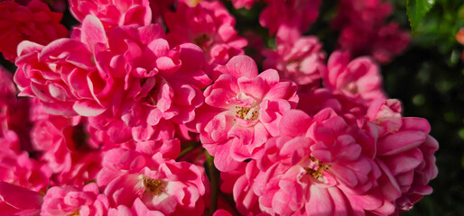 Rosa damascena, known as the Damask rose - pink, oil-bearing, flowering, deciduous shrub plant....