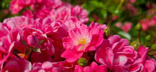Rosa damascena, known as the Damask rose - pink, oil-bearing, flowering, deciduous shrub plant. Balley of Roses. Close up view. Back light. Selective focus.
