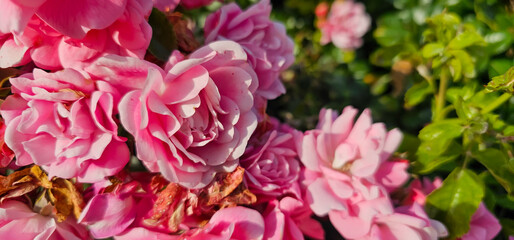 Rosa damascena, known as the Damask rose - pink, oil-bearing, flowering, deciduous shrub plant. Balley of Roses. Close up view. Back light. Selective focus.