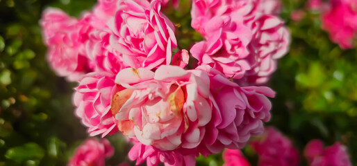 Fototapeta premium Rosa damascena, known as the Damask rose - pink, oil-bearing, flowering, deciduous shrub plant. Balley of Roses. Close up view. Back light. Selective focus.
