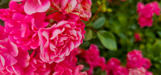 Rosa damascena, known as the Damask rose - pink, oil-bearing, flowering, deciduous shrub plant. Balley of Roses. Close up view. Back light. Selective focus.