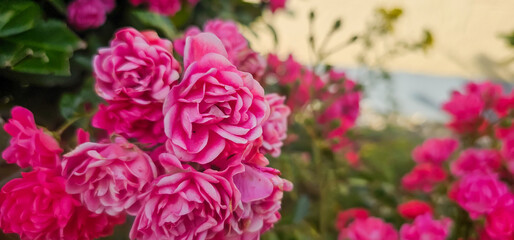 Rosa damascena, known as the Damask rose - pink, oil-bearing, flowering, deciduous shrub plant. Balley of Roses. Close up view. Back light. Selective focus.