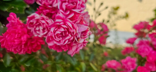 Rosa damascena, known as the Damask rose - pink, oil-bearing, flowering, deciduous shrub plant. Balley of Roses. Close up view. Back light. Selective focus.