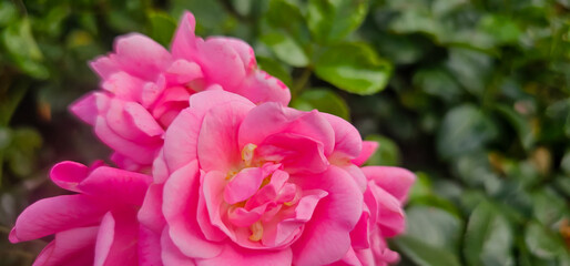 Rosa damascena, known as the Damask rose - pink, oil-bearing, flowering, deciduous shrub plant. Balley of Roses. Close up view. Back light. Selective focus.