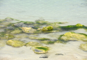Clear Shallow Waters with Rocks Under Water