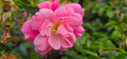 Rosa damascena, known as the Damask rose - pink, oil-bearing, flowering, deciduous shrub plant. Balley of Roses. Close up view. Back light. Selective focus.