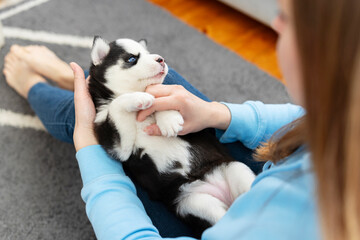 Person holding a husky puppy with blue eyes over a grey carpet © spyrakot