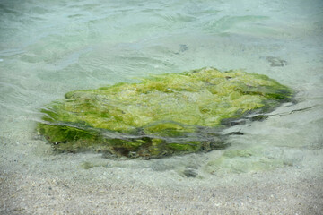 Green Moss and Algae Covered Rock in Shallow Water