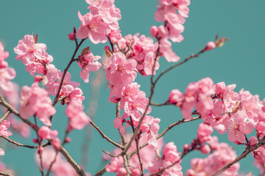 Flowering tree blossom. Flowering tree with pink flowers in the spring. Pink cherry tree flowers on blue sky background, retro toned.