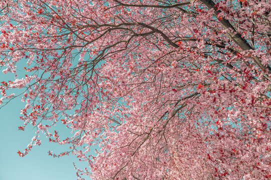 Flowering tree blossom. Flowering tree with pink flowers in the spring. Pink cherry tree flowers on blue sky background, retro toned.