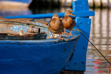 Wild ducks sit on a wooden boat