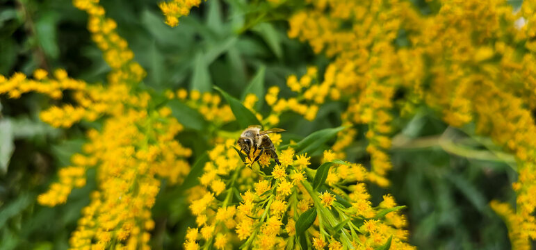 Honey bee on yellow flowers of Goldenrod. Apis mellifera eating nectar on Solidago gigantea
