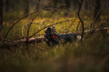 Samiec owczarek trzyma w pysku piłkę na spacerze w lesie - obrazy, fototapety, plakaty