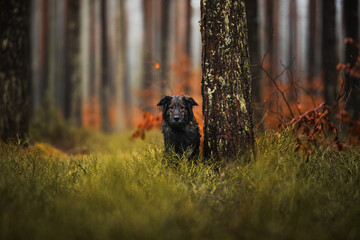 Samiec owczarek niemiecki stoi obok drzewa w zielonym lesie - obrazy, fototapety, plakaty