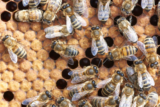 Buckfastbienen mit frischer Brut