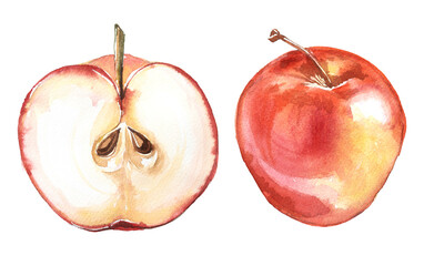 Watercolor hand painted pear and pear ripe isolated on a white background. Autumn fruit illustration. Healthy food concept design. Organic pear clipart. © Victoria