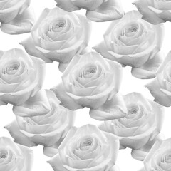 white seamless pattern rose. A background for packing paper, a napkin, a cloth, a congratulation. Beautiful floral background