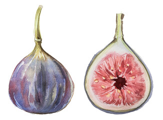 Figs painting. Watercolor Summer fruit harvest clipart isolated on white. Fresh natural food concept. Healthy food themed illustration. Fig taste, aroma branding. Fig logo design. © Victoria