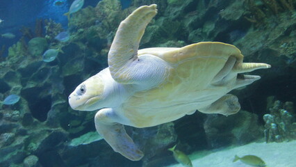 "Flying" turtle near the reef