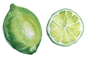 Watercolor hand painted lime isolated on a white background. Tropical fruit illustration. Healthy food concept design. Organic lime clipart.