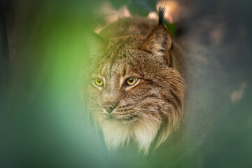 Eurasian lynx: A majestic big cat in the Czech Republic - 765145948