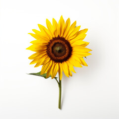 Obraz premium isolated on white studio background, bright, minimalistic сreated with Generative Ai