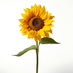 Obraz premium isolated on white studio background, bright, minimalistic сreated with Generative Ai